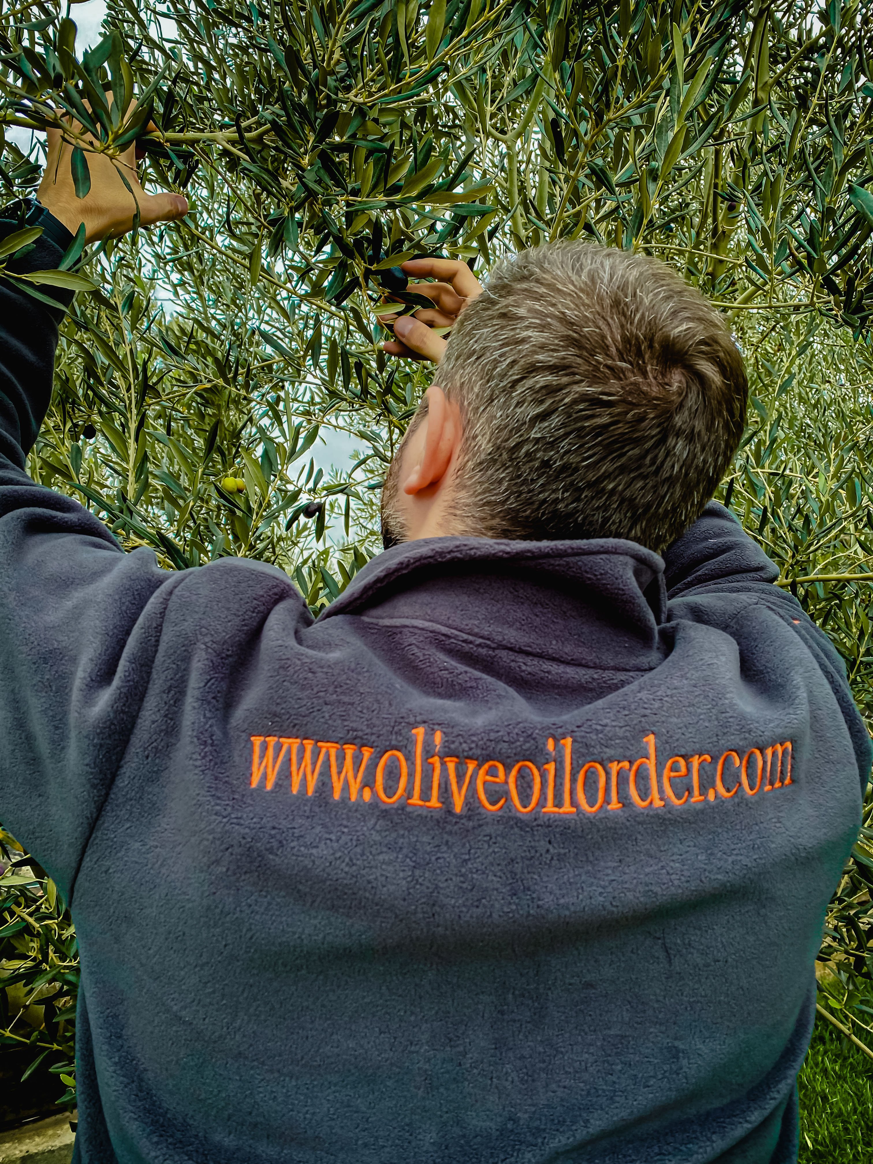 Ağaçdan Zeytin Toplarken